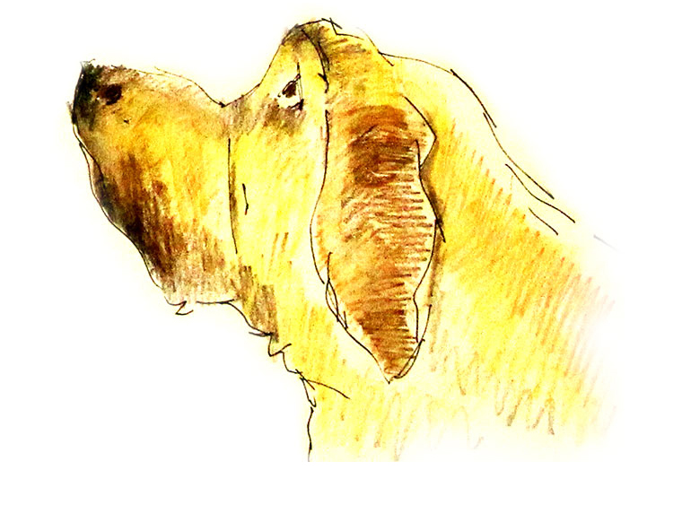 Sketch of golden retreiver